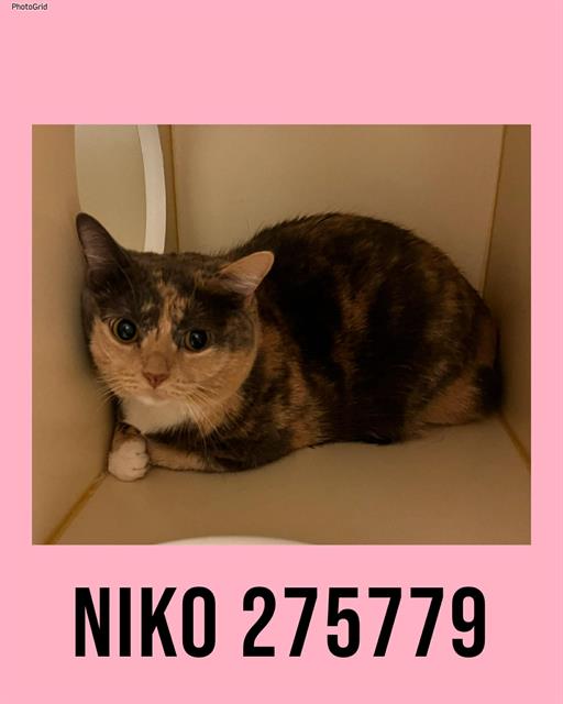 NIKO