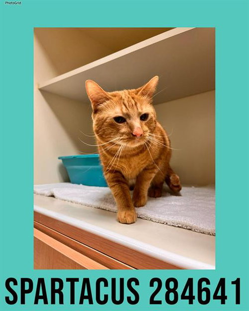 SPARTACUS, an adoptable Domestic Short Hair in Macon, GA