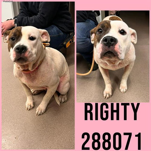 picture of the dog needing adoption