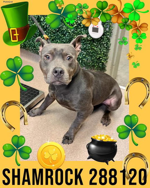 picture of the dog needing adoption