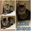 KIT KAT* - Photo 1