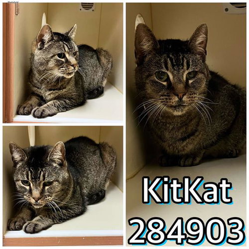 KIT KAT* - Domestic Short Hair for adoption in Macon