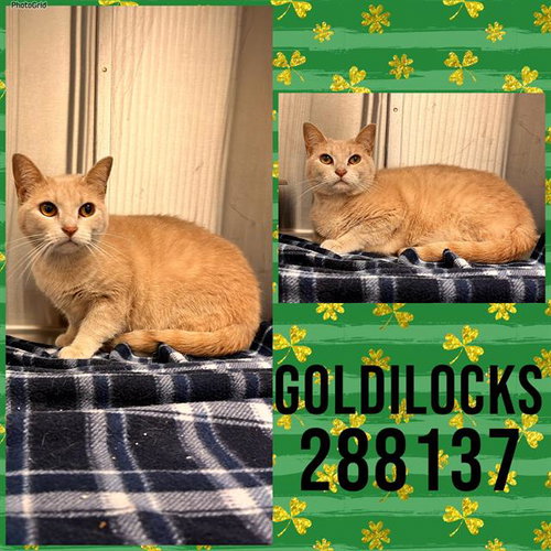 GOLDILOCKS, an adoptable Domestic Short Hair in Macon, GA