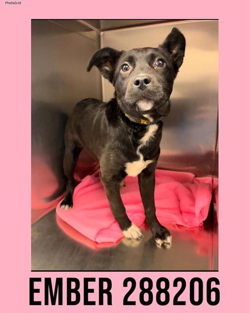 EMBER, an adoptable Labrador Retriever in Macon, GA