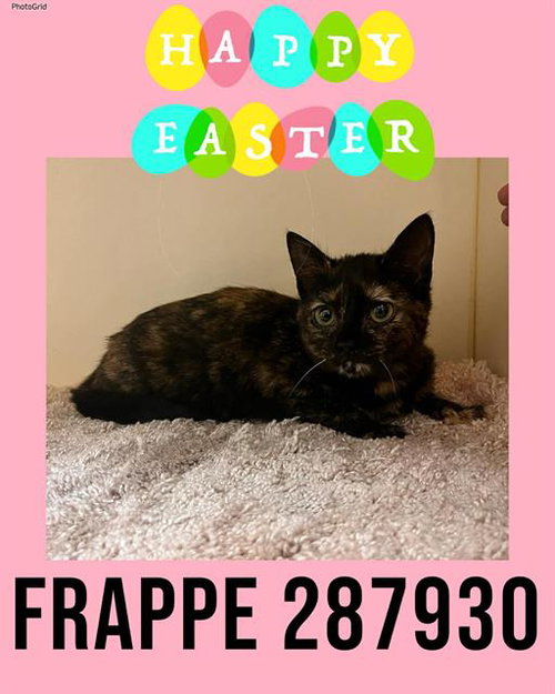 FRAPPE, an adoptable Domestic Short Hair in Macon, GA