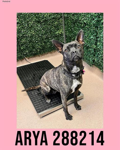 ARYA AKA DIVA, an adoptable Bulldog in Macon, GA