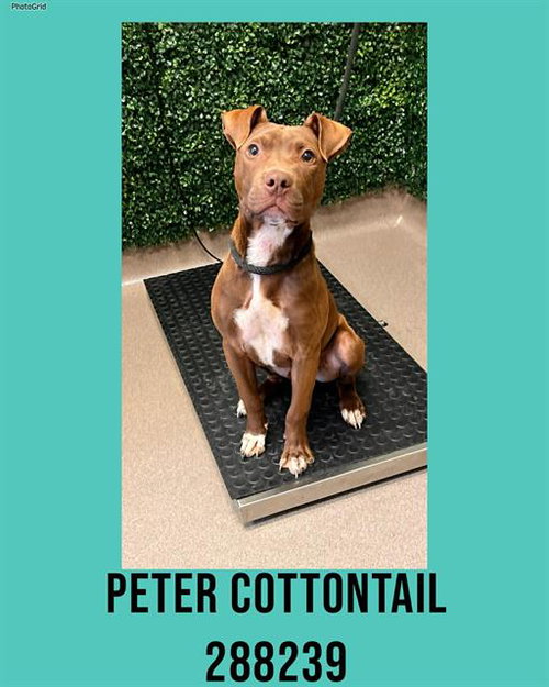 picture of the dog needing adoption