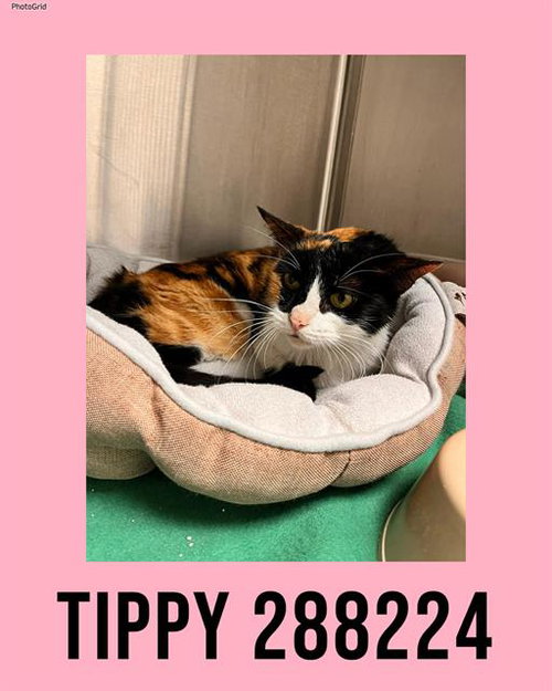 picture of the cat needing adoption