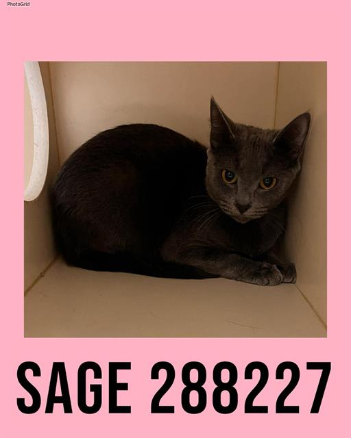 SAGE