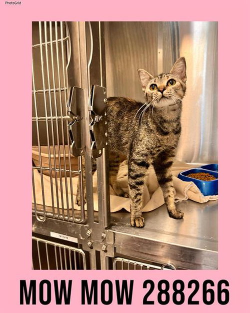 picture of the cat needing adoption