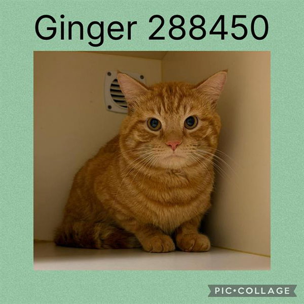 GINGER