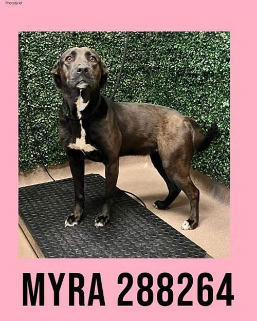 MYRA, an adoptable Labrador Retriever in Macon, GA