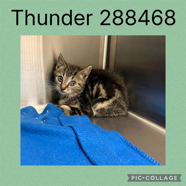 THUNDER