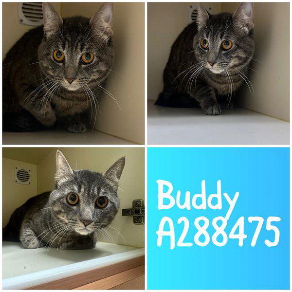 BUDDY