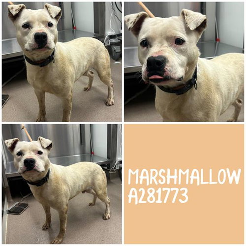 MARSHMALLOW, an adoptable Bulldog in Macon, GA