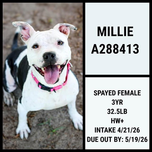 MILLIE, an adoptable American Bulldog in Macon, GA