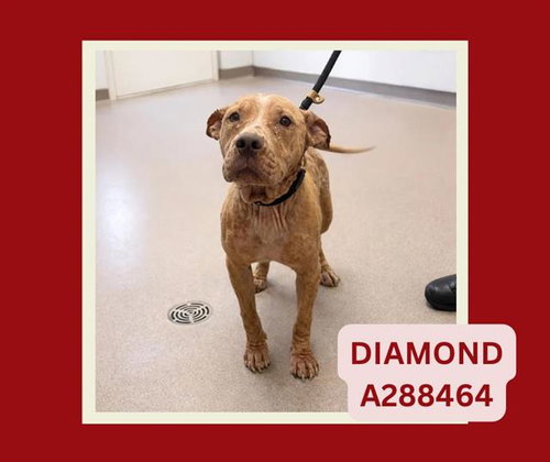 DIAMOND, an adoptable Staffordshire Bull Terrier in Macon, GA