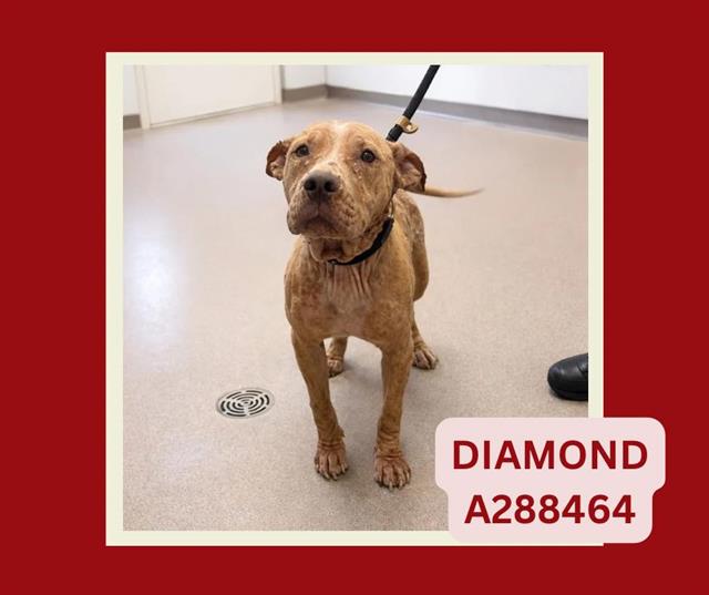 DIAMOND