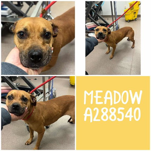 MEADOW, an adoptable Bulldog in Macon, GA