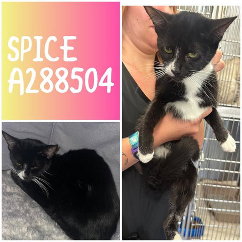 SPICE, an adoptable Domestic Short Hair in Macon, GA