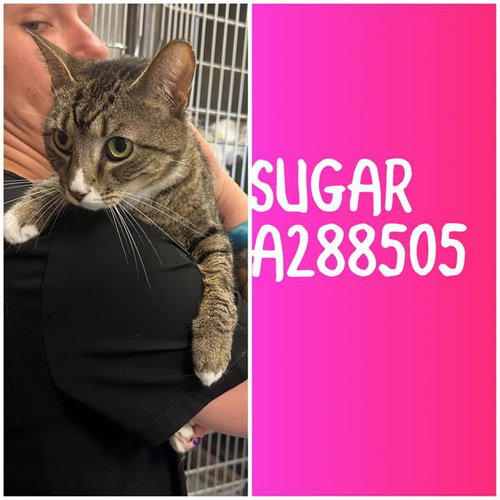 SUGAR, an adoptable Domestic Short Hair in Macon, GA