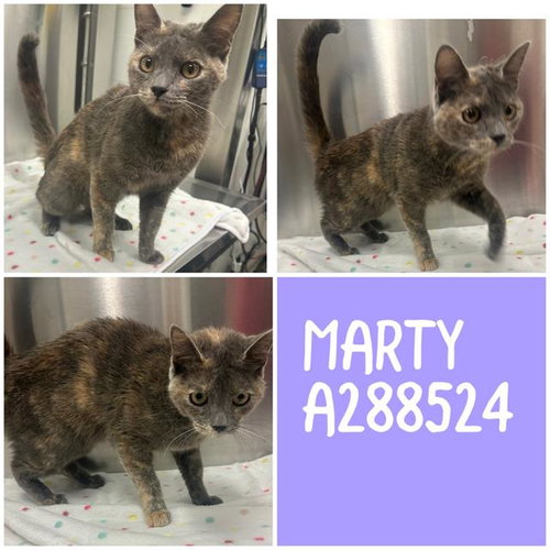 MARTY, an adoptable Domestic Short Hair in Macon, GA