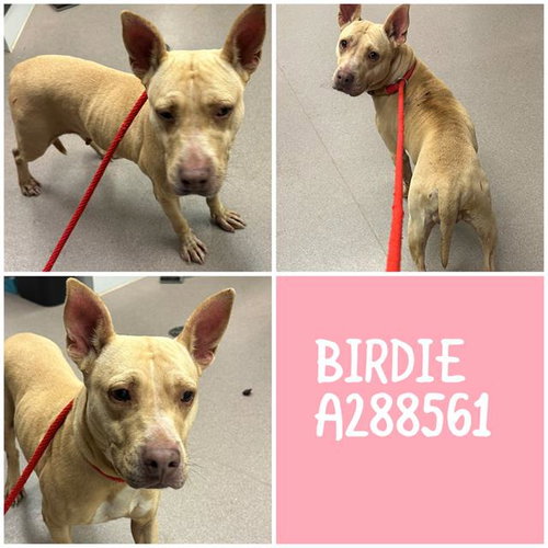 BIRDIE, an adoptable Staffordshire Bull Terrier in Macon, GA