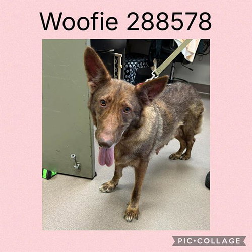 WOOFIE, an adoptable German Shepherd Dog in Macon, GA