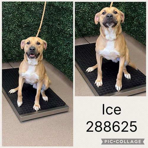 ICE, an adoptable Pit Bull Terrier in Macon, GA