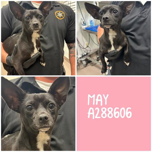 MAY, an adoptable Chihuahua in Macon, GA