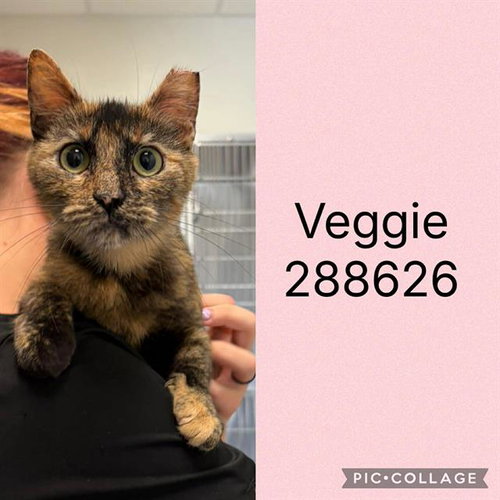 VEGGIE