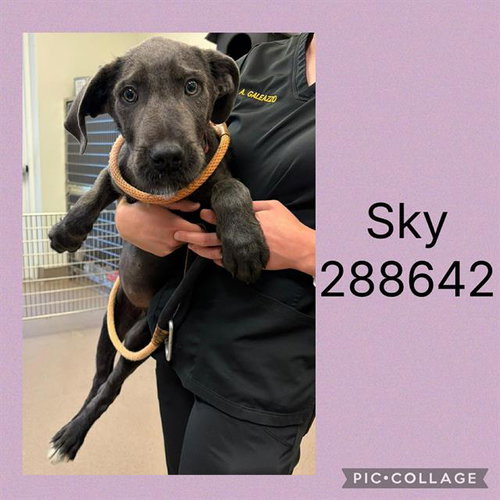 SKY