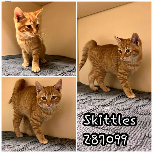 SKITTLES