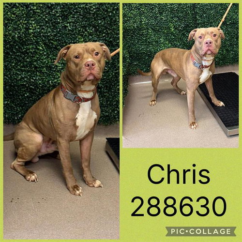 CHRIS