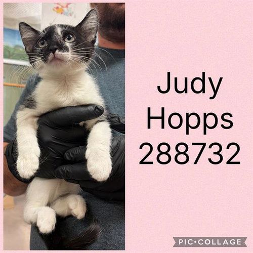 JUDY HOPPS