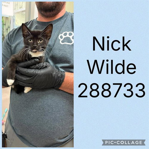 NICK WILDE