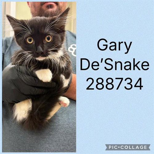 GARY DE'SNAKE