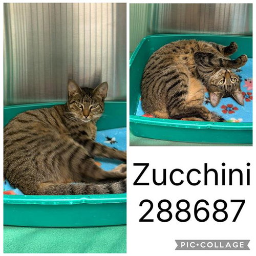 ZUCCHINI