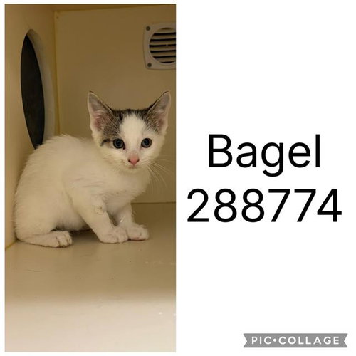 BAGEL, Baby Domestic Short Hair (short coat), cat for adoption in Warner Robins, Georgia