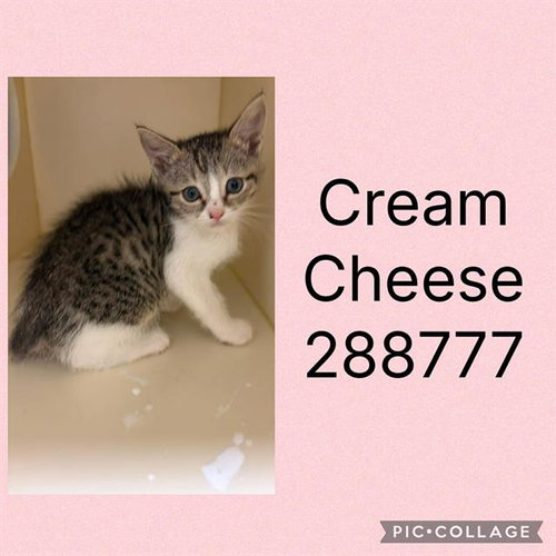 CREAM CHEESE, Baby Domestic Short Hair (short coat), cat for adoption in Warner Robins, Georgia