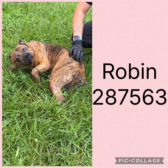 ROBIN