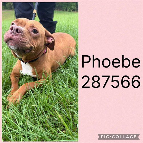PHOEBE, an adoptable Bulldog in Macon, GA