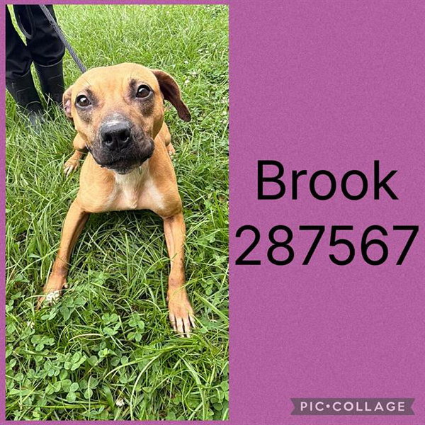 BROOK