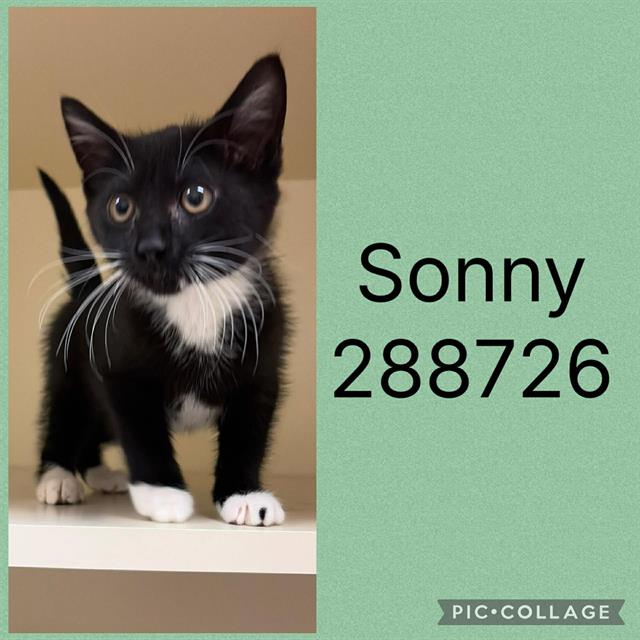 SONNY
