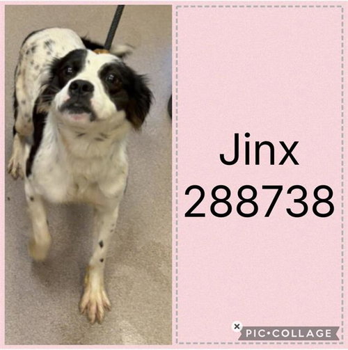 JINX
