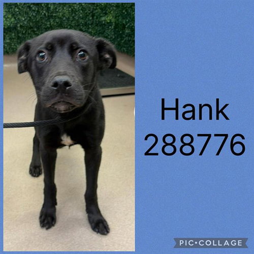 HANK