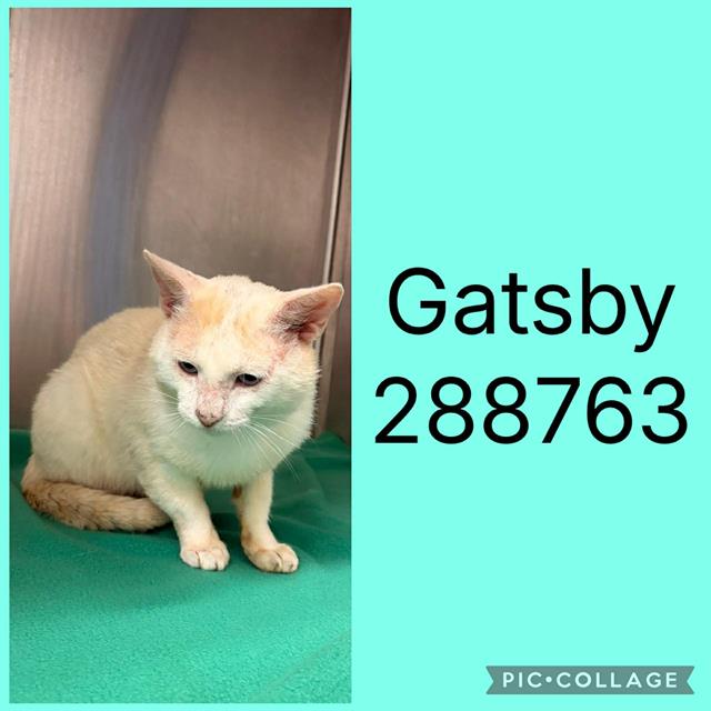 GATSBY