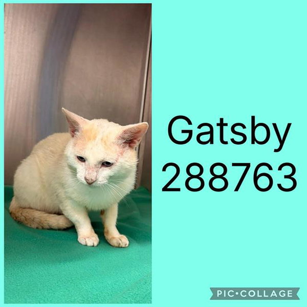 GATSBY