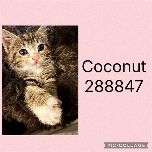 COCONUT