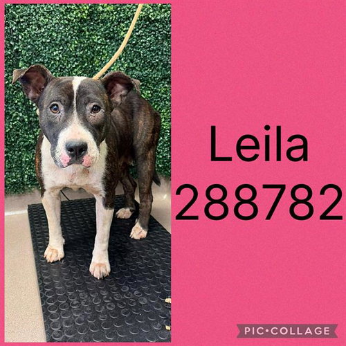 LEILA